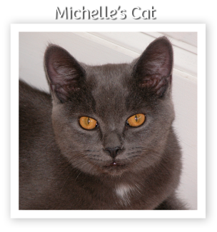 Michelle's Cat